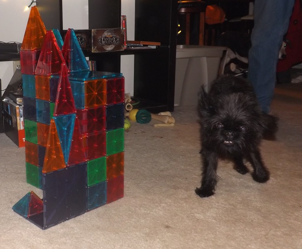 The temporary 4th dog, and the cool magnetic blocks his 4 year old brought with her