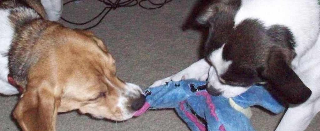 The Dog Ate My Wallet