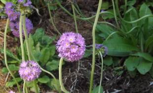 I cannot show you a picture of SP,but this is from the rhododendron species garden where we took her last weekend.