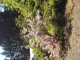 DSCF2139