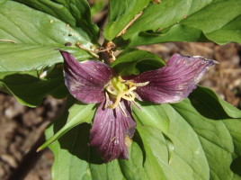 DSCF2169