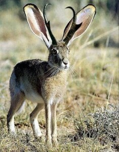 Do you know about Jackalopes?