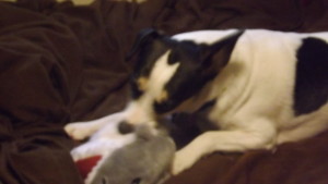 It was hard to get a good picture of Larry with the Shark. He was in constant motion.