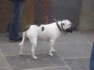 This was actually a very sweet pit mix I met in Ireland.