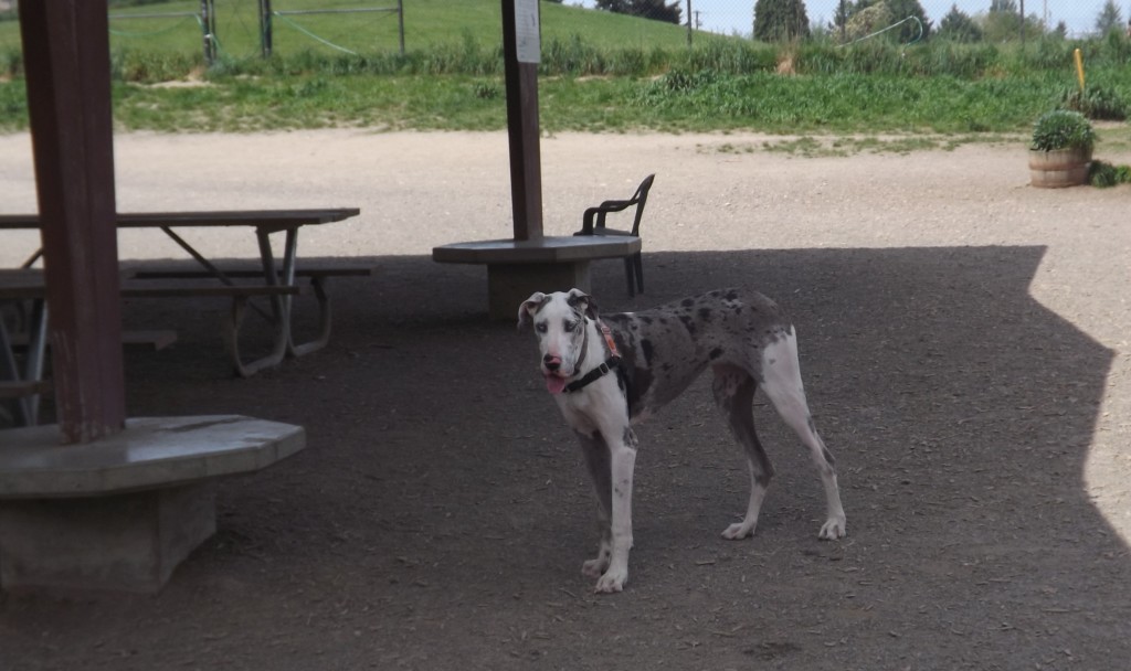 One of the Great Danes SP petted. She's only 9 months old and still growing.