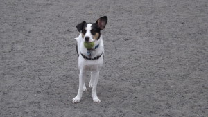 This is the dog you're used to seeing with the ball