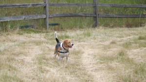 Not the neighbor's Beagle. My Beagle, who really would be happy if she could roam the neighborhood freely.